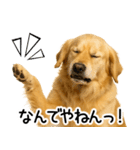 ゴールデンレトリバー☆毎日使う！返信集（個別スタンプ：13）