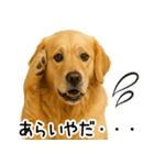 ゴールデンレトリバー☆毎日使う！返信集（個別スタンプ：15）
