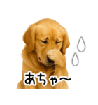 ゴールデンレトリバー☆毎日使う！返信集（個別スタンプ：16）