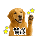ゴールデンレトリバー☆毎日使う！返信集（個別スタンプ：18）