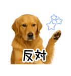 ゴールデンレトリバー☆毎日使う！返信集（個別スタンプ：19）
