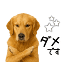 ゴールデンレトリバー☆毎日使う！返信集（個別スタンプ：20）