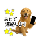 ゴールデンレトリバー☆毎日使う！返信集（個別スタンプ：22）