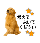 ゴールデンレトリバー☆毎日使う！返信集（個別スタンプ：23）