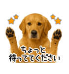ゴールデンレトリバー☆毎日使う！返信集（個別スタンプ：24）