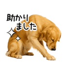 ゴールデンレトリバー☆毎日使う！返信集（個別スタンプ：25）