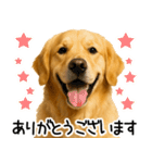 ゴールデンレトリバー☆毎日使う！返信集（個別スタンプ：26）