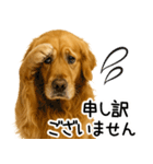 ゴールデンレトリバー☆毎日使う！返信集（個別スタンプ：27）