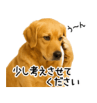 ゴールデンレトリバー☆毎日使う！返信集（個別スタンプ：28）