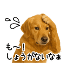 ゴールデンレトリバー☆毎日使う！返信集（個別スタンプ：29）