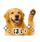 ゴールデンレトリバー☆毎日使う！返信集（個別スタンプ：30）