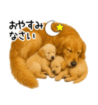 ゴールデンレトリバー☆毎日使う！返信集（個別スタンプ：31）