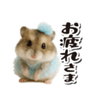 アイドルはむちゃんの日常フレーズ（個別スタンプ：5）