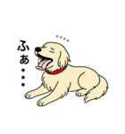 名前入りゴールデンクリーム（個別スタンプ：5）