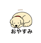 名前入りゴールデンクリーム（個別スタンプ：6）