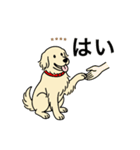 名前入りゴールデンクリーム（個別スタンプ：7）