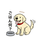 名前入りゴールデンクリーム（個別スタンプ：16）