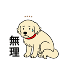 名前入りゴールデンクリーム（個別スタンプ：19）