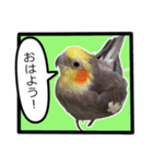 22歳のオカメちゃん（個別スタンプ：1）