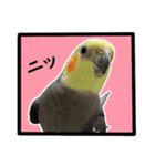 22歳のオカメちゃん（個別スタンプ：2）