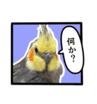 22歳のオカメちゃん（個別スタンプ：3）