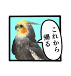 22歳のオカメちゃん（個別スタンプ：4）