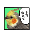 22歳のオカメちゃん（個別スタンプ：5）