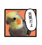 22歳のオカメちゃん（個別スタンプ：6）
