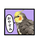 22歳のオカメちゃん（個別スタンプ：7）