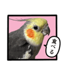 22歳のオカメちゃん（個別スタンプ：8）