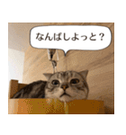 長崎弁だいたいよかっちゃない（個別スタンプ：8）