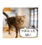 長崎弁だいたいよかっちゃない（個別スタンプ：11）