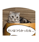長崎弁だいたいよかっちゃない（個別スタンプ：14）