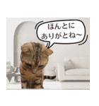 長崎弁だいたいよかっちゃない（個別スタンプ：17）