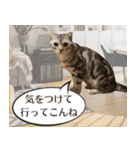 長崎弁だいたいよかっちゃない（個別スタンプ：23）