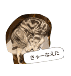長崎弁だいたいよかっちゃない（個別スタンプ：31）