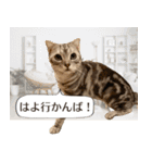 長崎弁だいたいよかっちゃない（個別スタンプ：36）