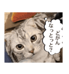 長崎弁だいたいよかっちゃない（個別スタンプ：37）