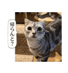 長崎弁だいたいよかっちゃない（個別スタンプ：39）