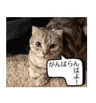 長崎弁だいたいよかっちゃない（個別スタンプ：40）