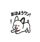 真っ白ボストンテリアの日常（個別スタンプ：1）