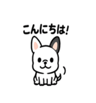 真っ白ボストンテリアの日常（個別スタンプ：12）