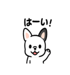 真っ白ボストンテリアの日常（個別スタンプ：40）
