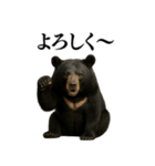 【爆笑】おもしろ台詞リアル熊の日常会話（個別スタンプ：1）