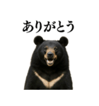 【爆笑】おもしろ台詞リアル熊の日常会話（個別スタンプ：9）