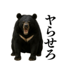 【爆笑】おもしろ台詞リアル熊の日常会話（個別スタンプ：10）