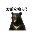 【爆笑】おもしろ台詞リアル熊の日常会話（個別スタンプ：12）