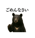 【爆笑】おもしろ台詞リアル熊の日常会話（個別スタンプ：14）