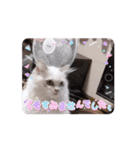 うごくちっちちゃん（個別スタンプ：5）