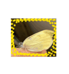 とにかく食べるヤモリレオパカナヘビトカゲ（個別スタンプ：6）